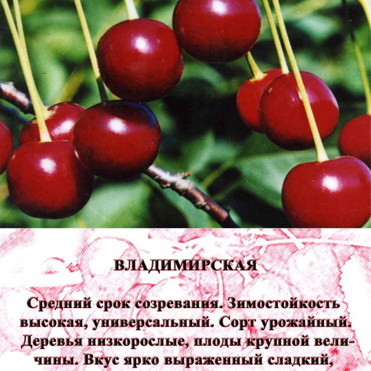 Комплект 5шт / Вишня Владимирская - Натуральный вкус и качество Комплект 5шт / Вишня Владимирская - Натуральный вкус и качество
