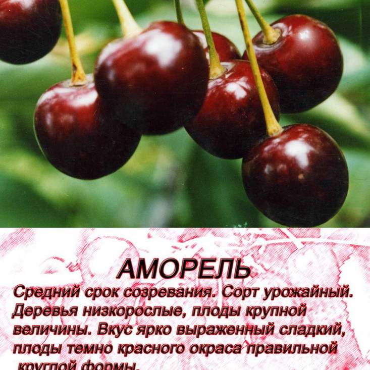 Комплект 5шт / Вишня Аморель - Уникальный вкус и аромат Комплект 5шт / Вишня Аморель - Уникальный вкус и аромат