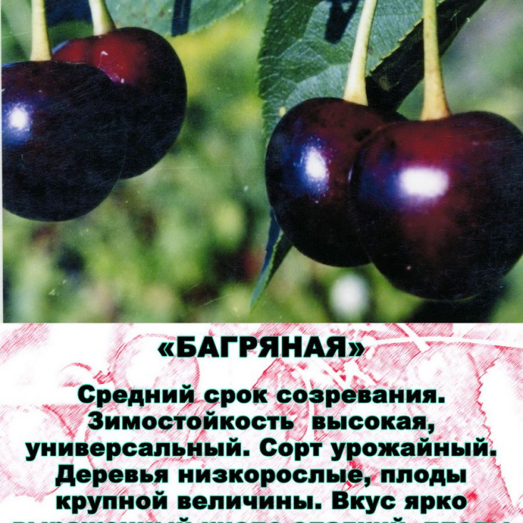 Комплект 5шт / Вишня Багряная - Яркие цветы для вашего интерьера Комплект 5шт / Вишня Багряная - Яркие цветы для вашего интерьера