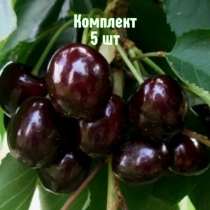 Саженцы Комплект 5шт / Черешня Дагестанка
