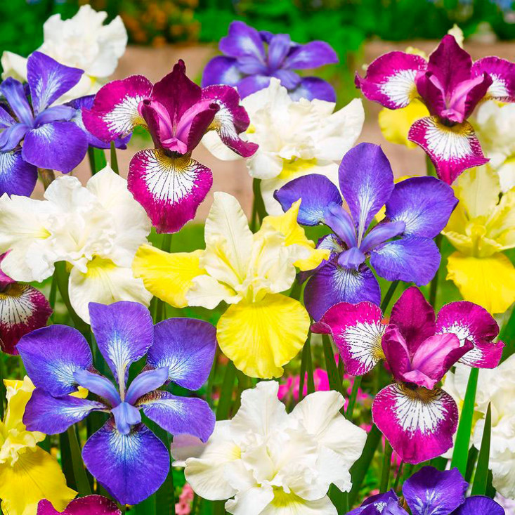 Комплект 5шт / Ирис sibirica Breeders Mix - Яркое цветение для вашего сада Комплект 5шт / Ирис sibirica Breeders Mix - Яркое цветение для вашего сада