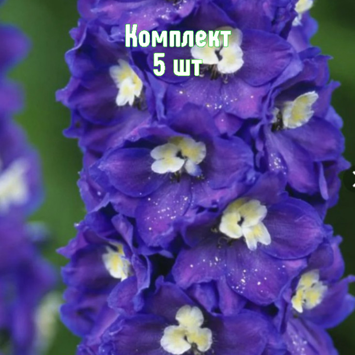 Комплект 5шт / Дельфиниум Пацифик Джиант (фиолетовый) Комплект 5шт / Дельфиниум Пацифик Джиант (фиолетовый)