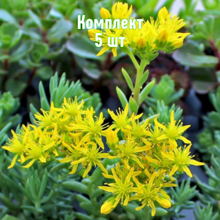 Комплект 5шт / Очиток (седум) скальный Блю Форест Комплект 5шт / Очиток (седум) скальный Блю Форест