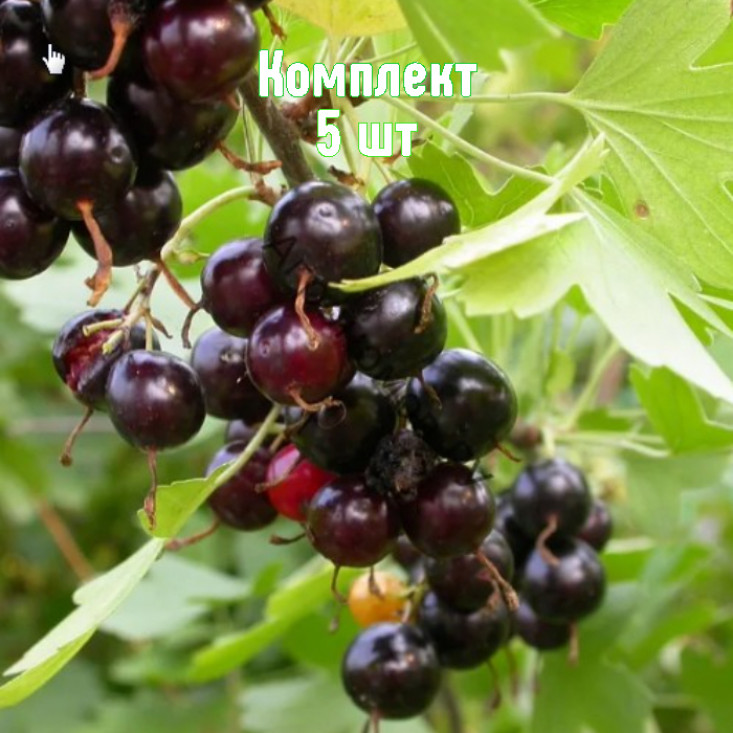 Комплект 5шт / Смородина золотистая Алтаргана Комплект 5шт / Смородина золотистая Алтаргана