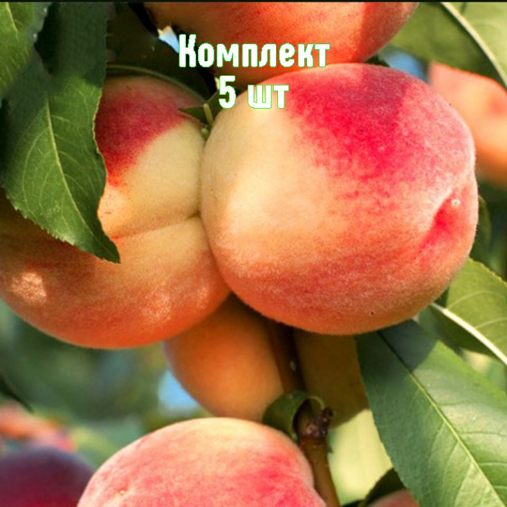 Комплект 5шт / Персик Ставропольский розовый Комплект 5шт / Персик Ставропольский розовый