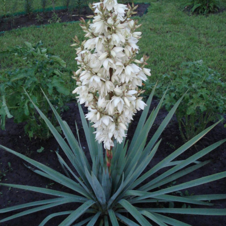 Комплект 5шт / Юкка Нитчатая (Yucca filamentosa) - Устойчивость и простота ухода Комплект 5шт / Юкка Нитчатая (Yucca filamentosa) - Устойчивость и простота ухода